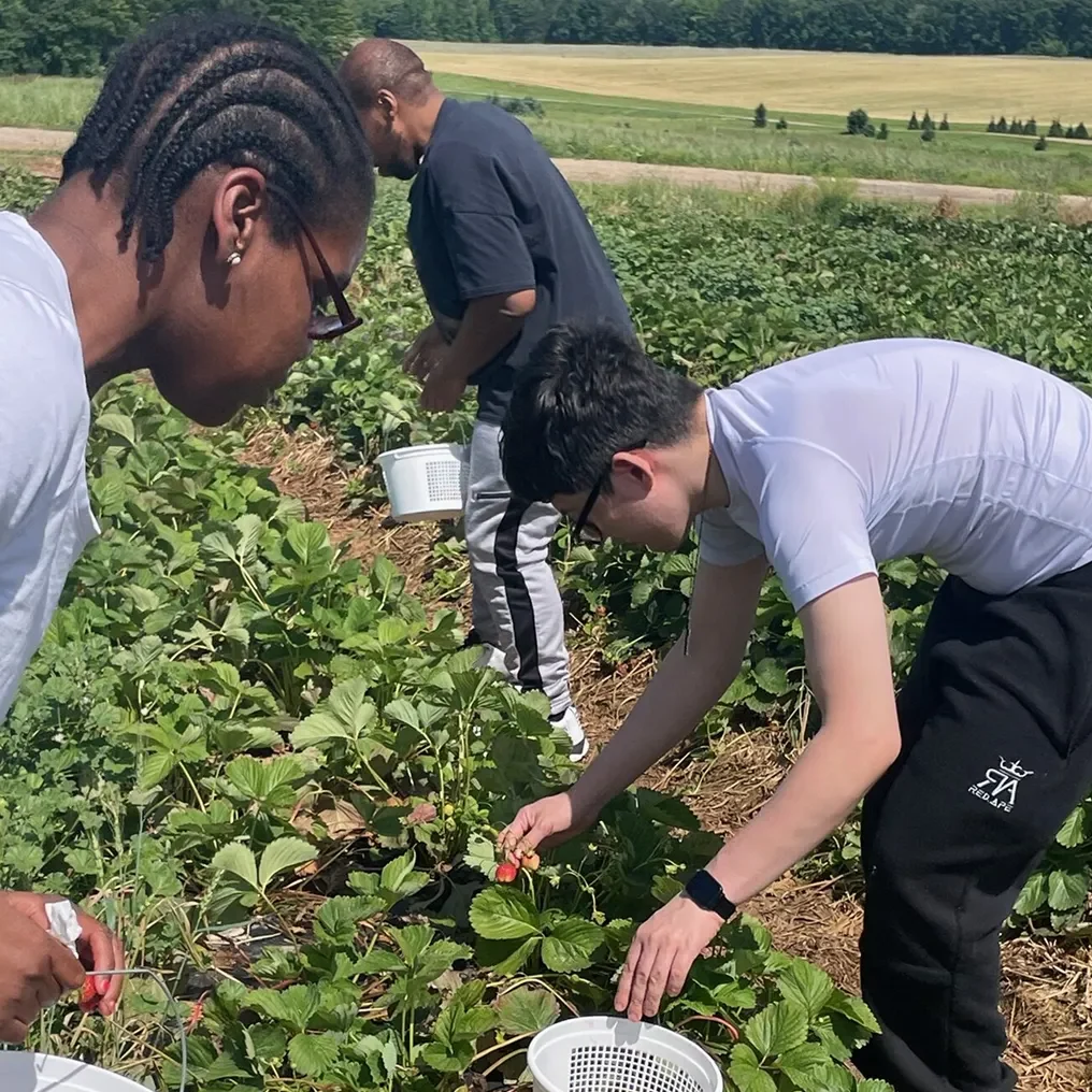 People picking strawberries in a field.